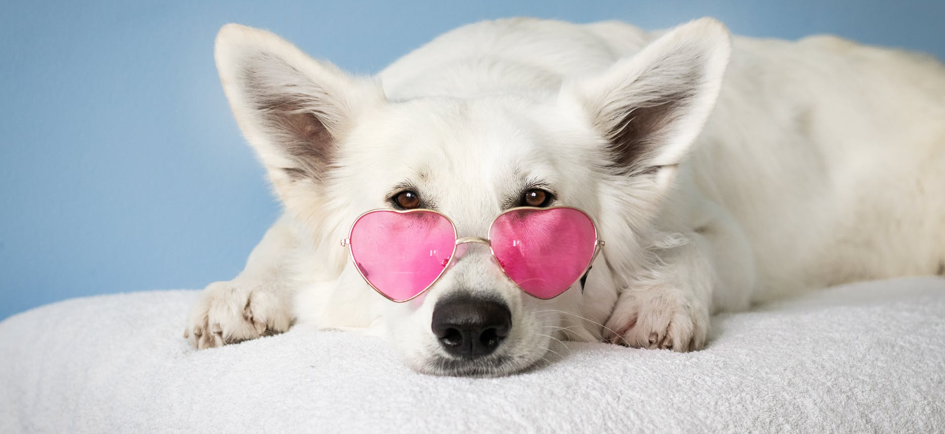 white dog in pink heart shaped sunglasses.
