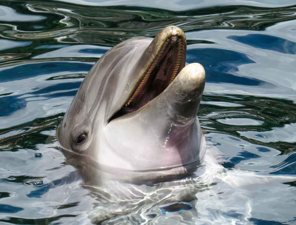 dolphin peeking out of the ocean