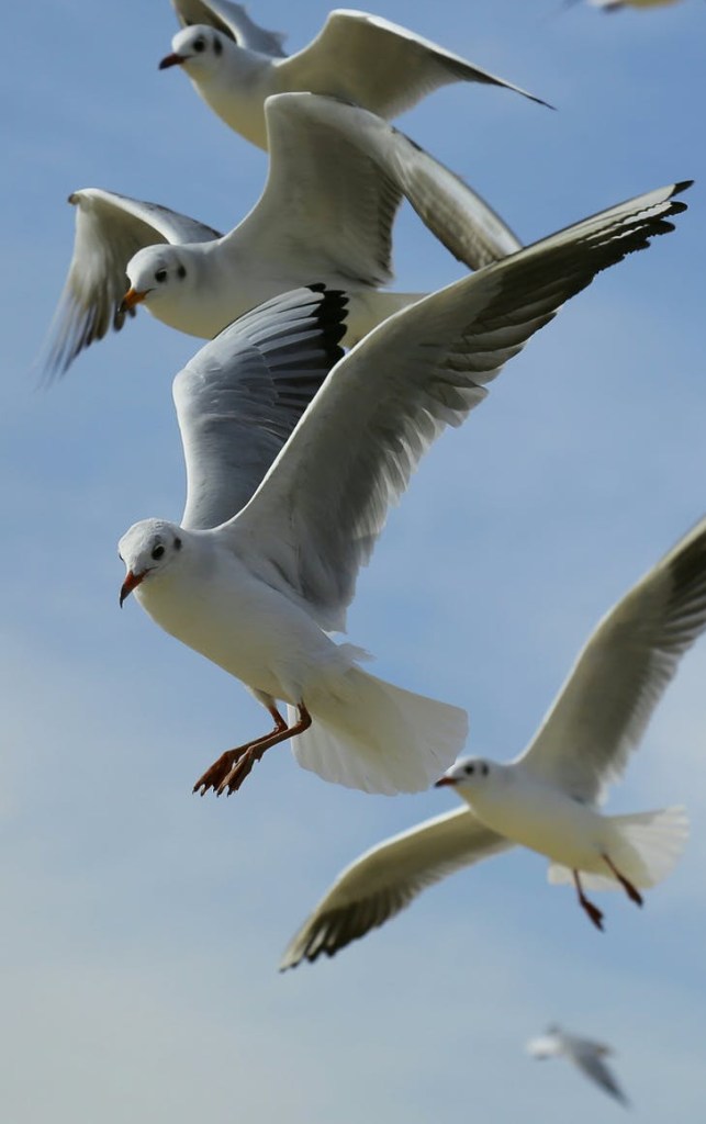gulls in flight