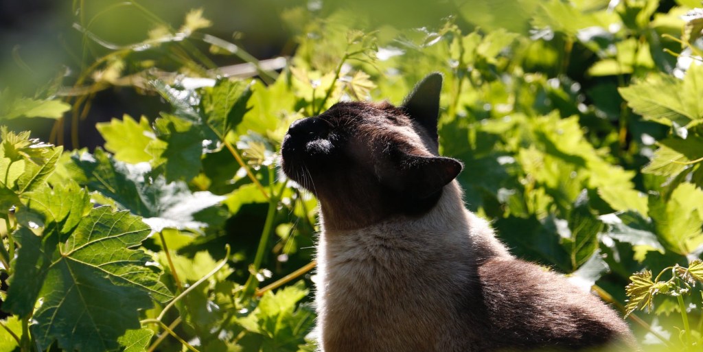 siamese cat sniffing leaves