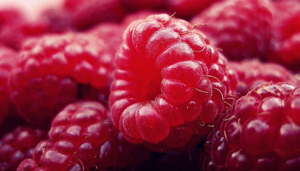 fresh raspberries