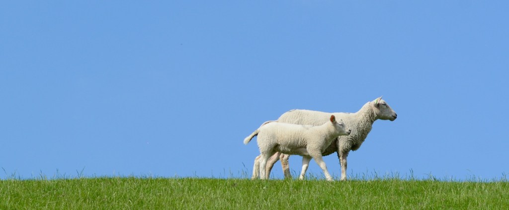 sheep and lamb