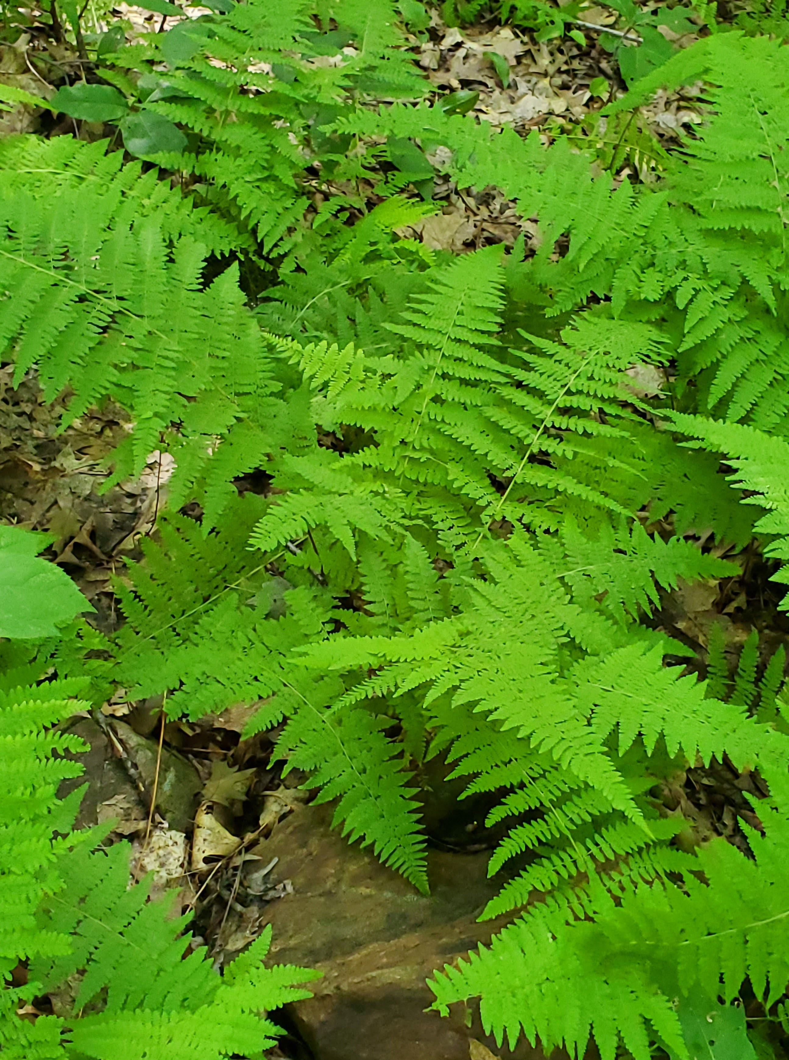 brilliant green fern