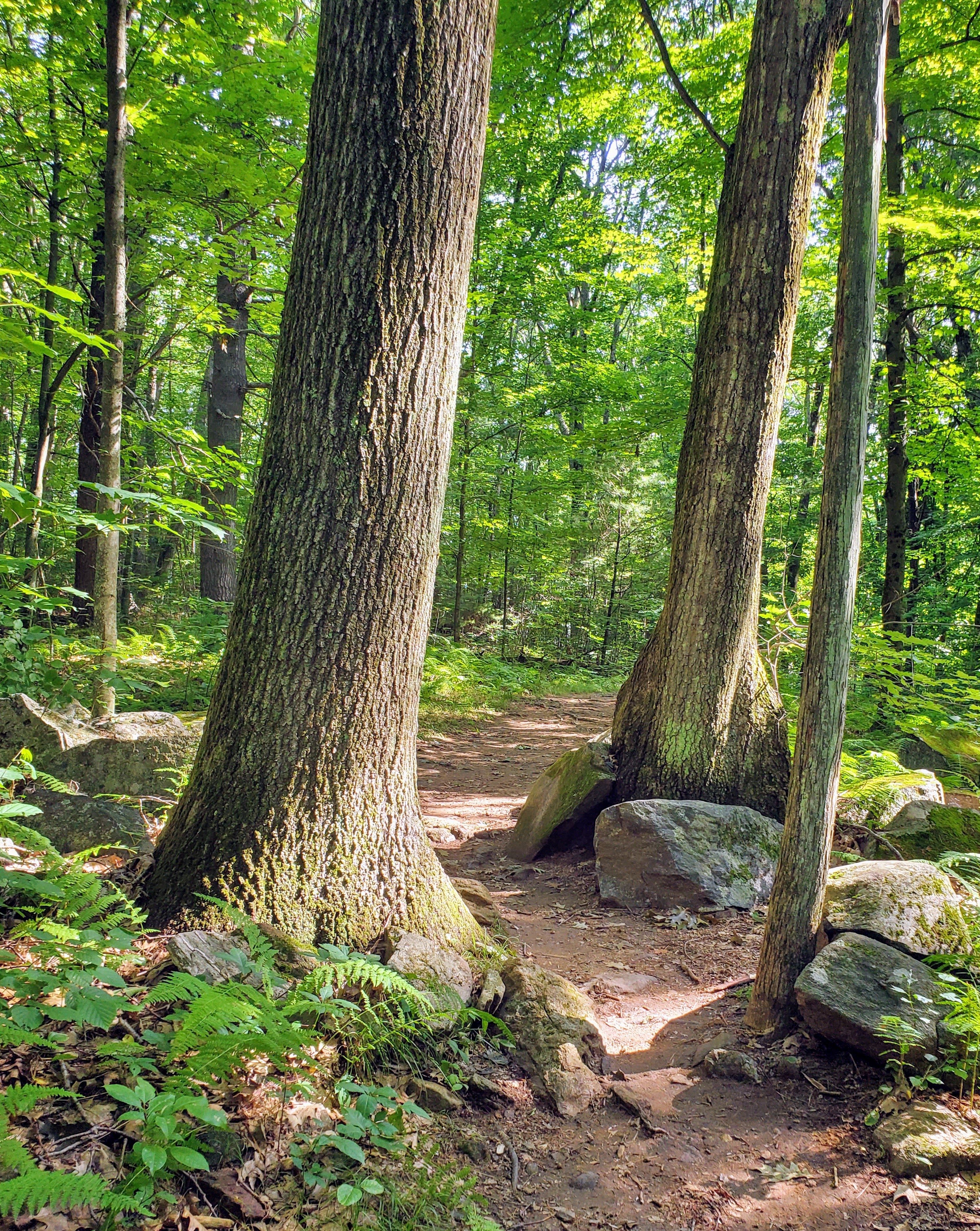 Tall hardwood tree trunks