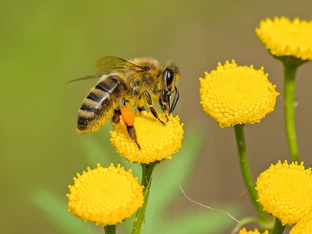 Bee collecting nectar