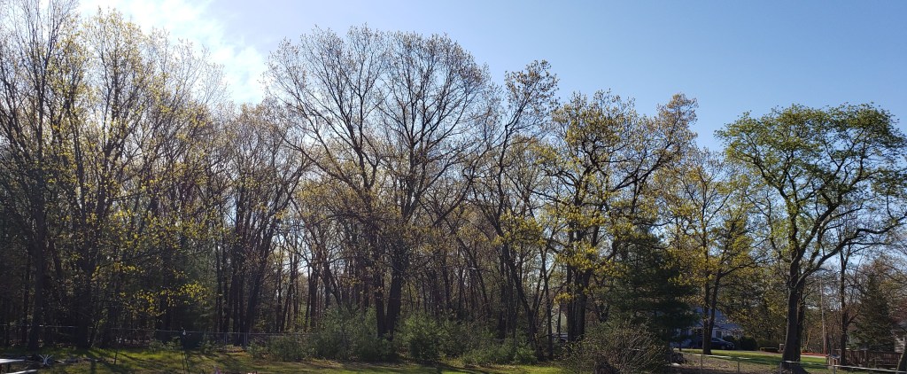Woods behind our house