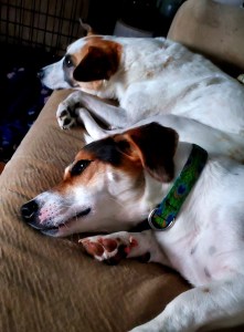 My two dogs sleeping on the couch