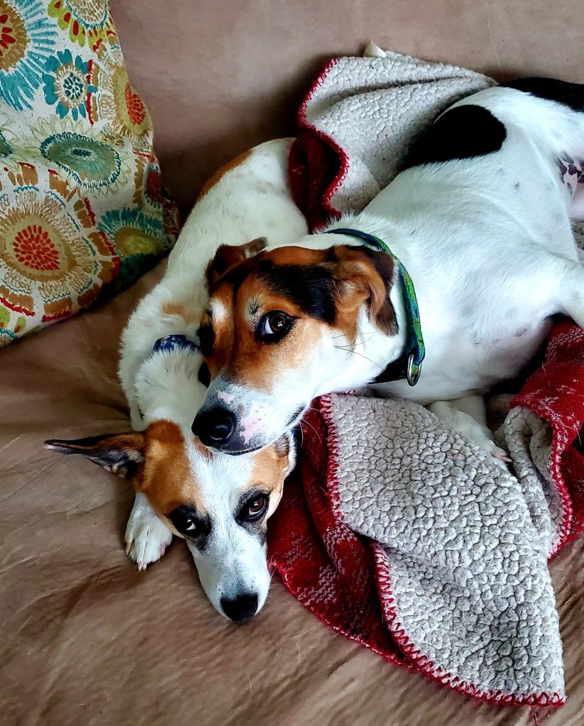 Two dogs cuddled up on the couch.
