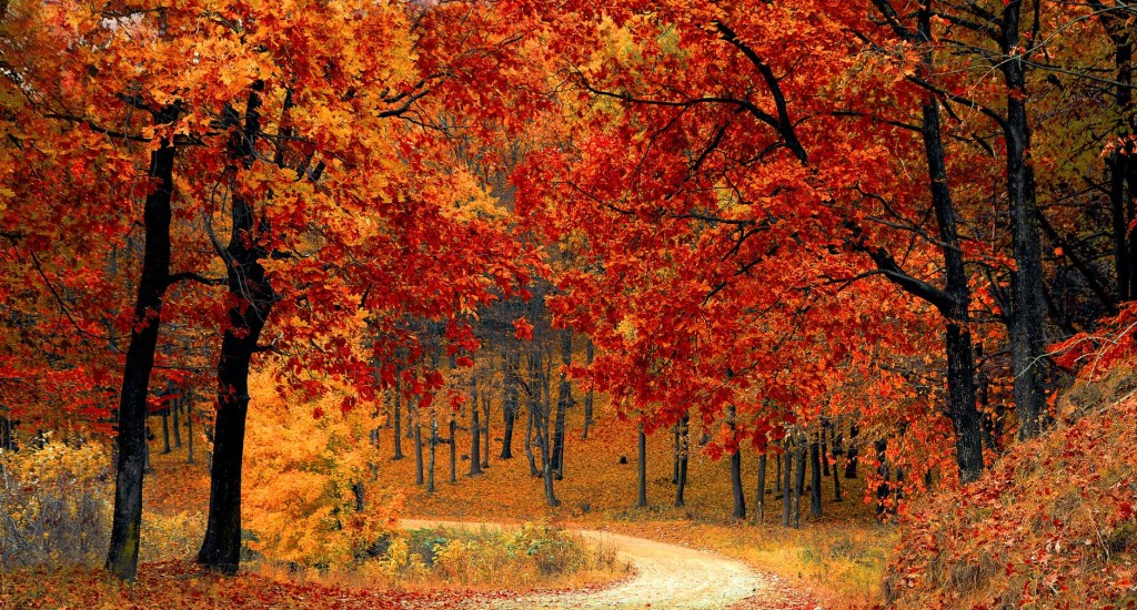 Beautiful orange leaves in the forest
