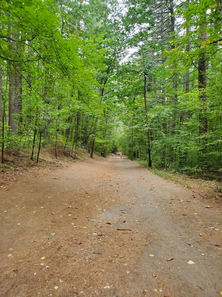 long flat trail through the forest