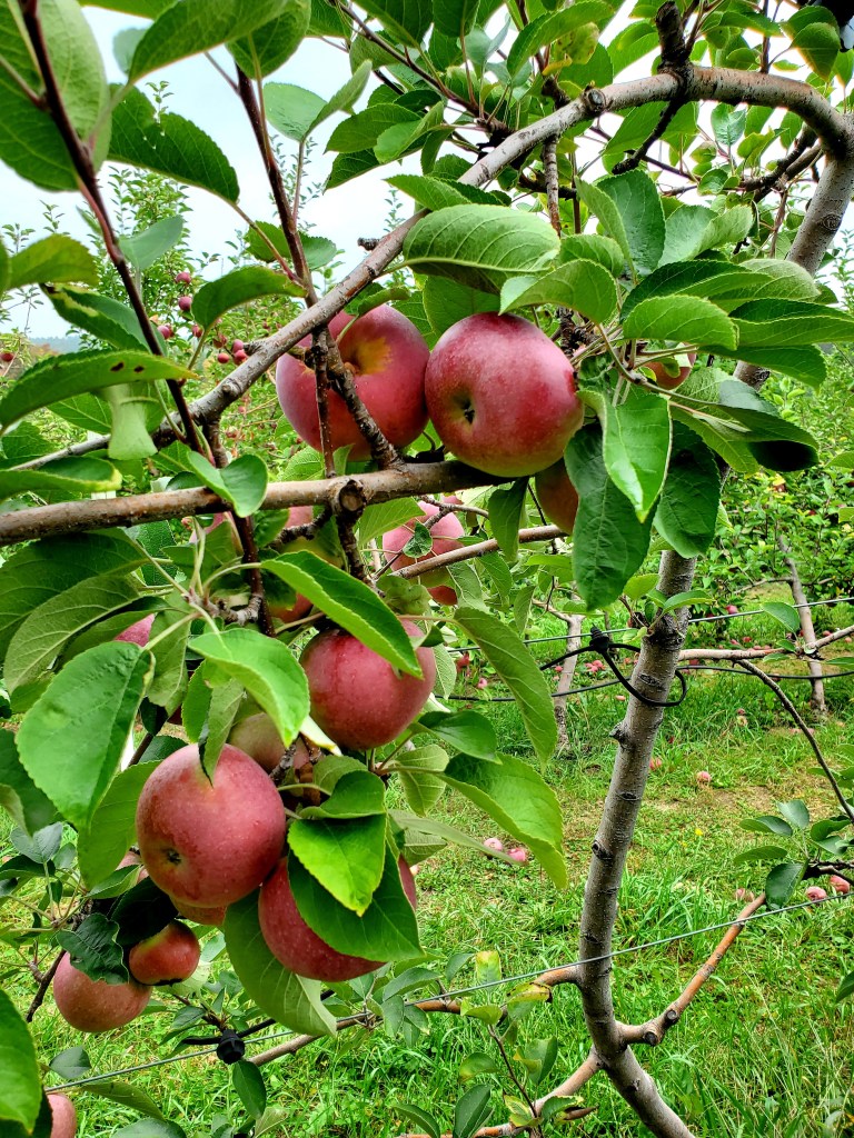 bunches of apples on the tree