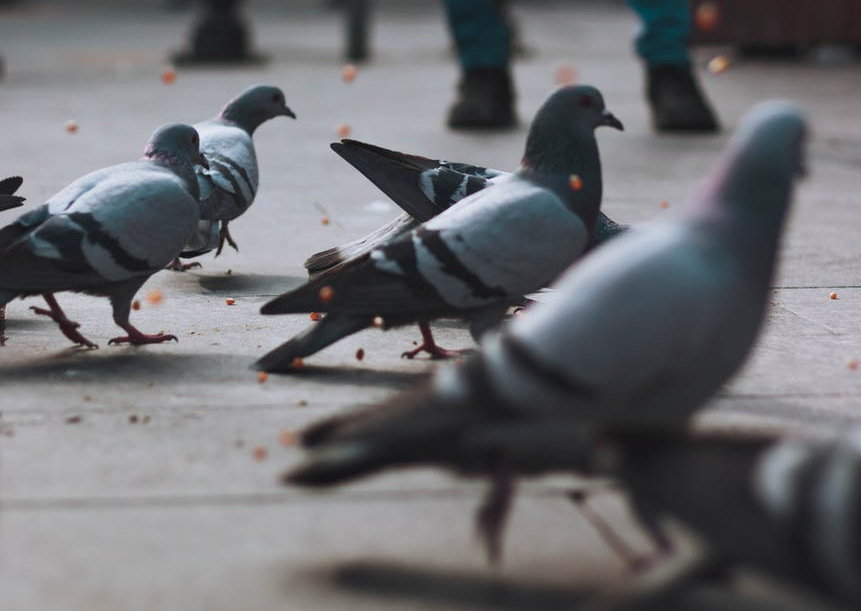 plump pigeons on a sidewalk