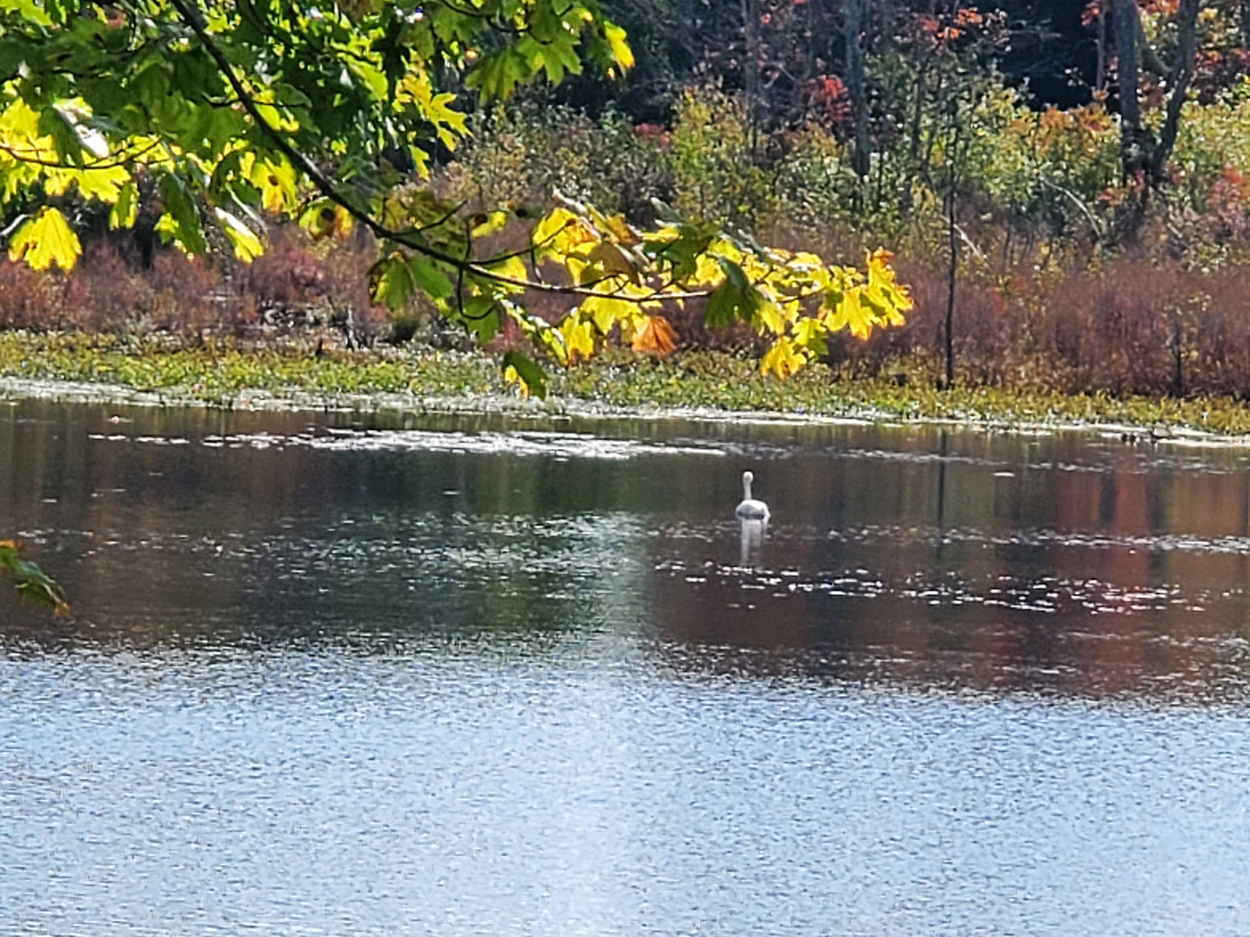 lone swan swimming