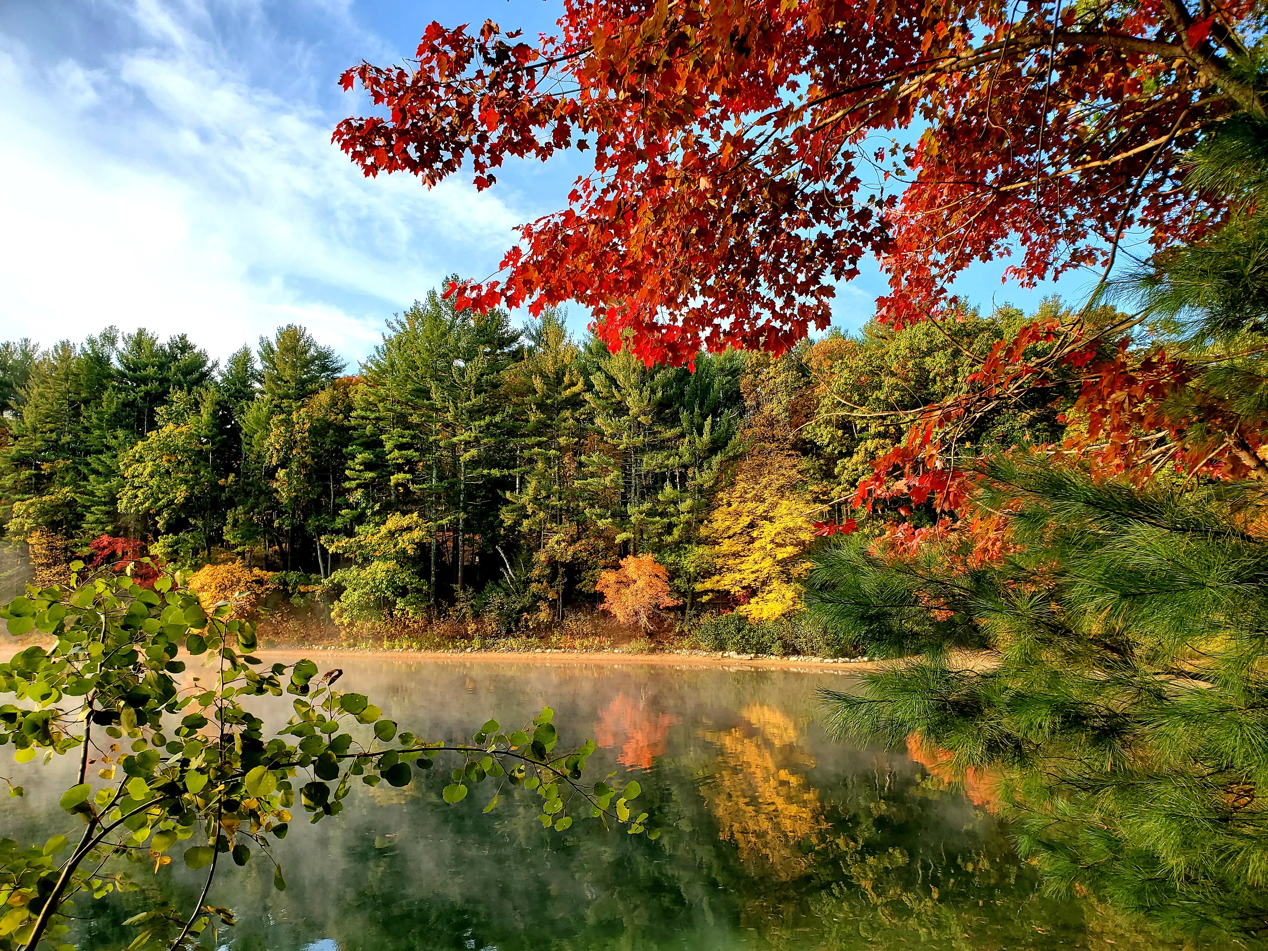 Maple, ash, pine and more reflected in the pond