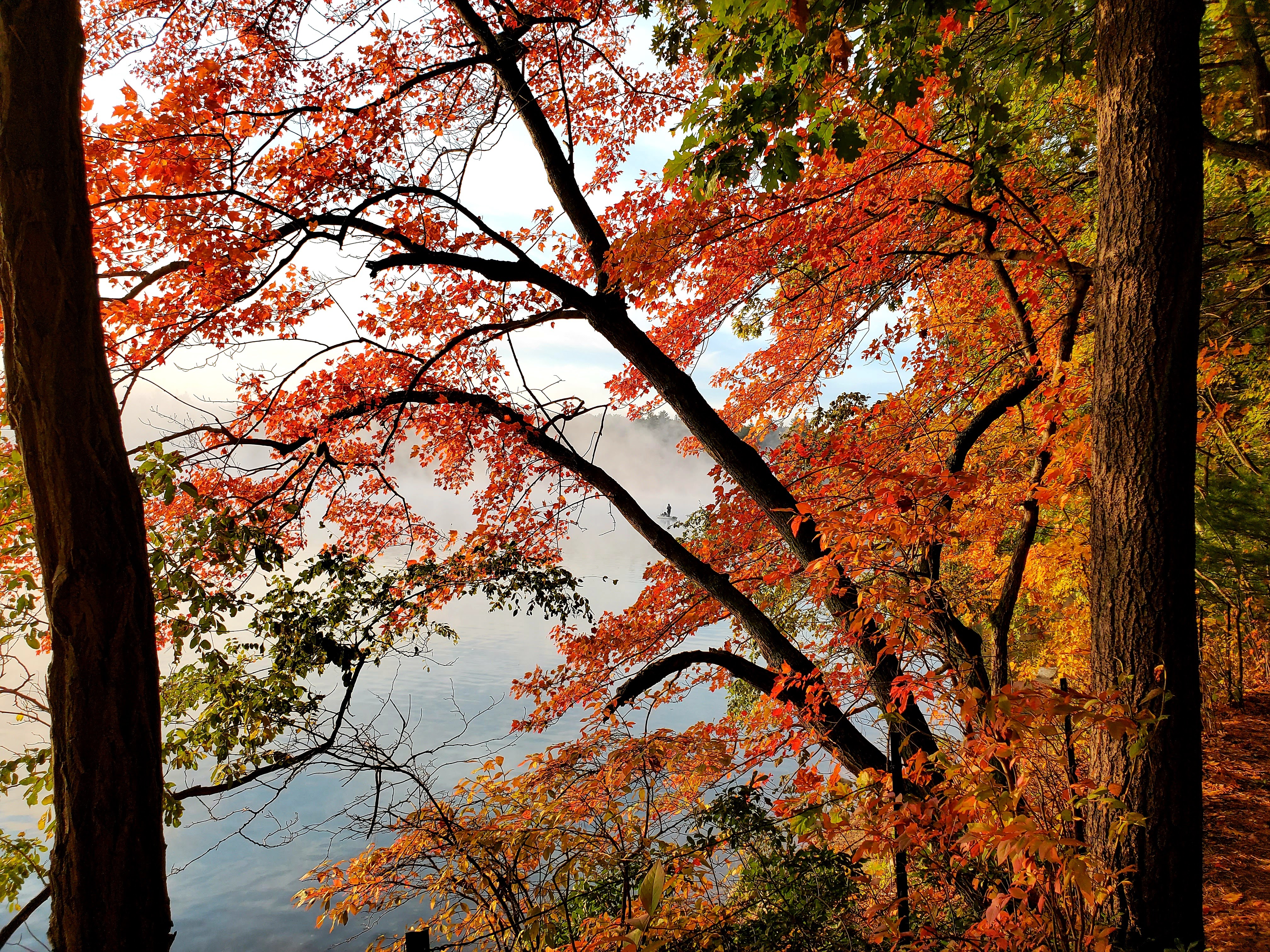 The fire of autumn is in the leaves