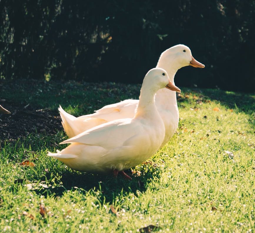 two pekin ducks