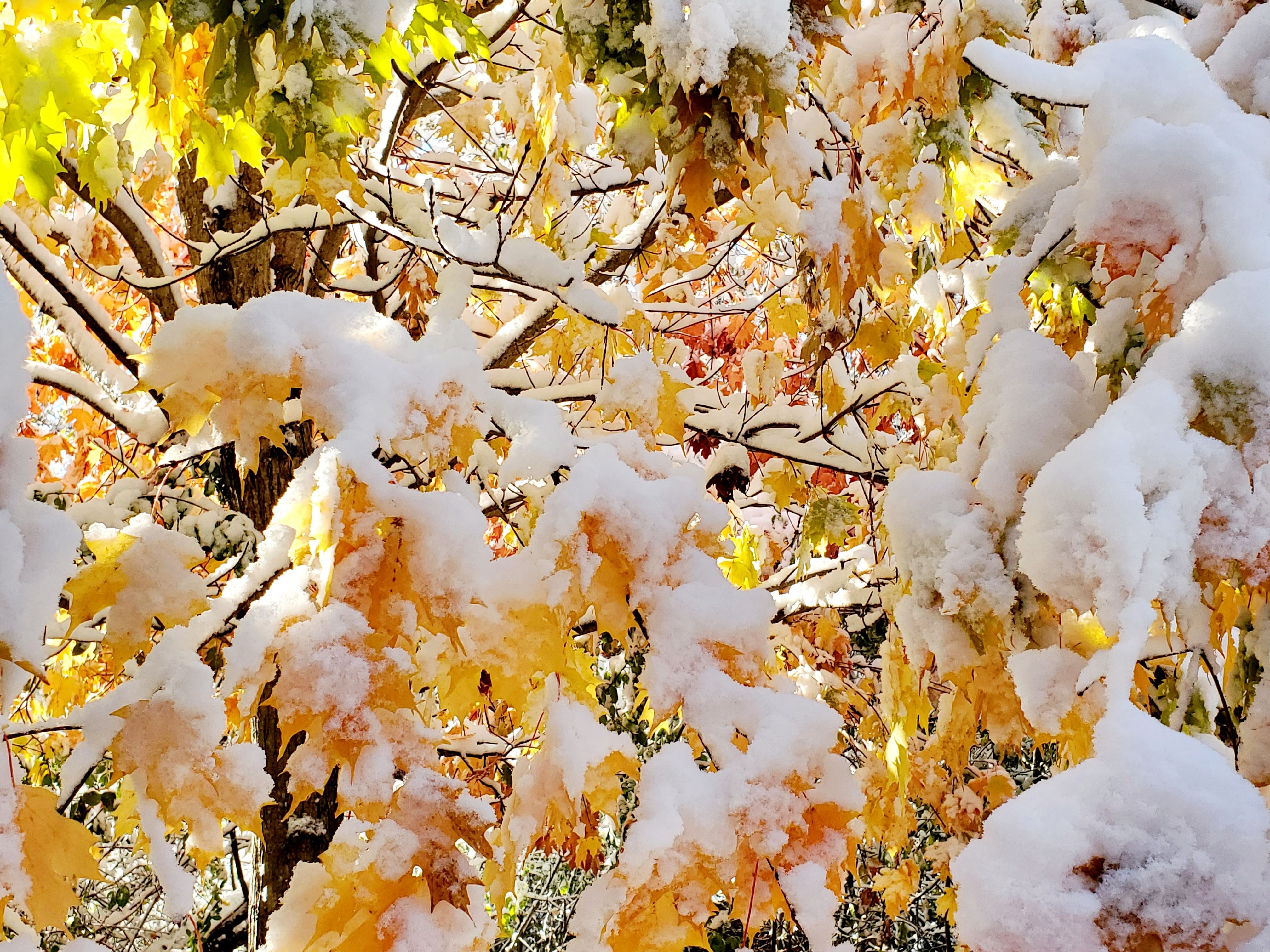 yellow leaves covered in snow