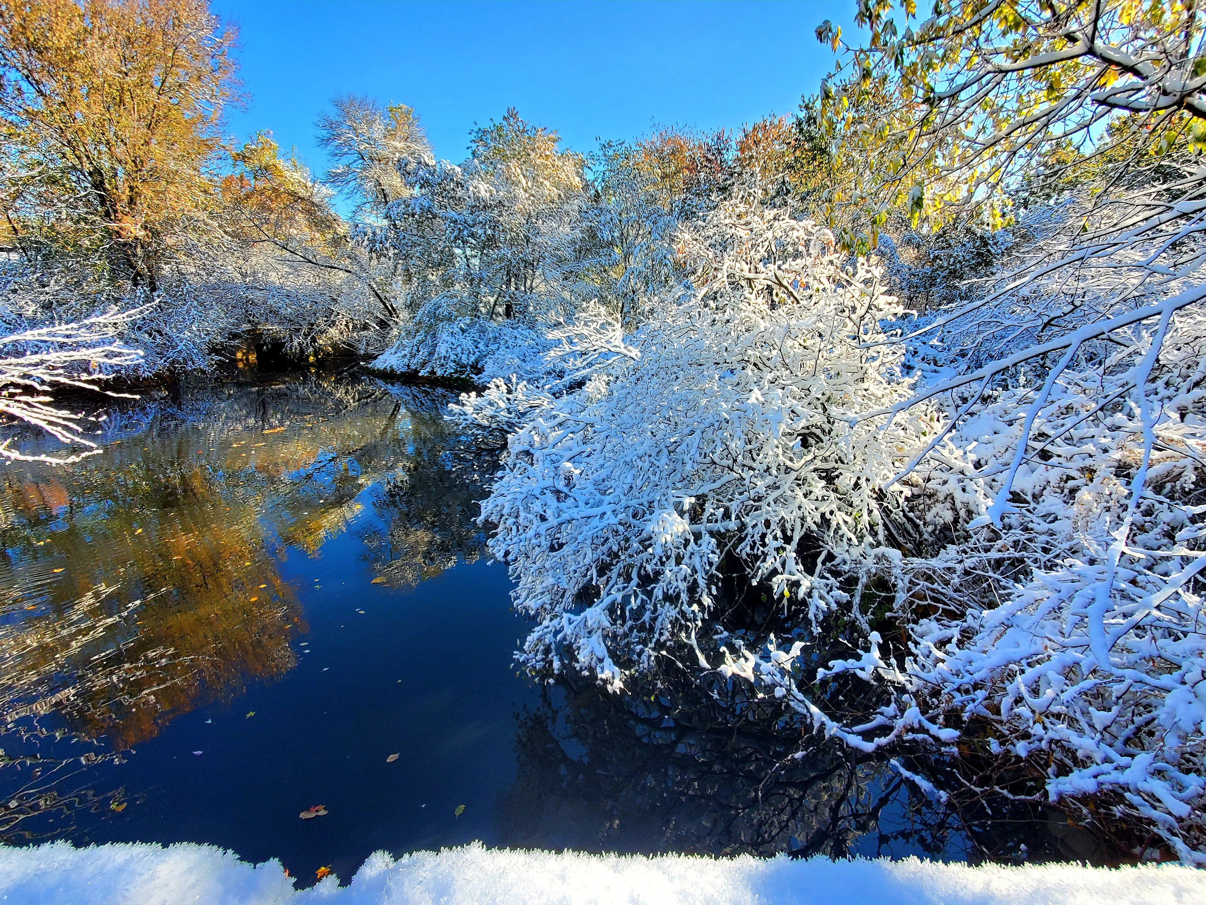 snow covered branches over the pond