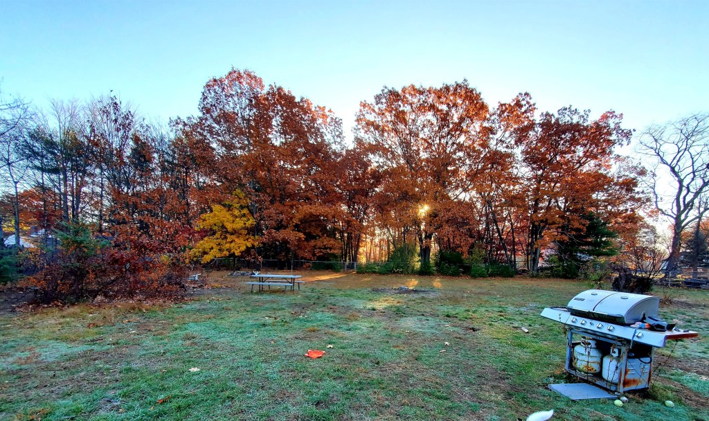 View of oak trees rusty in the morning sun