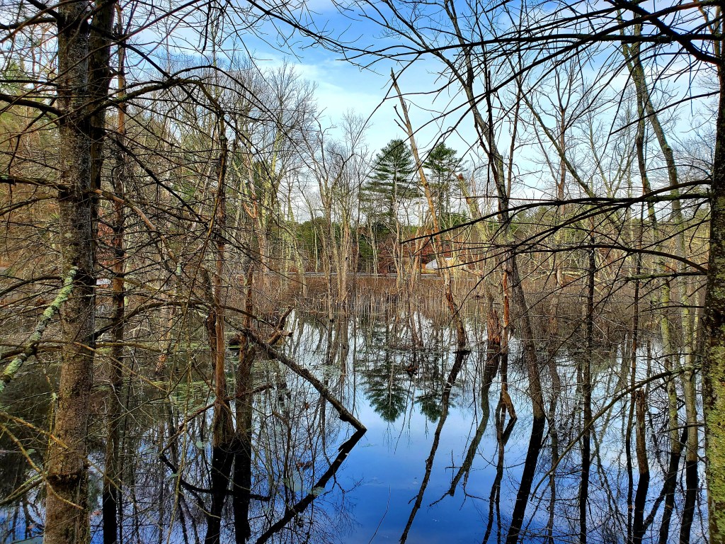 trees reflecting in the pond