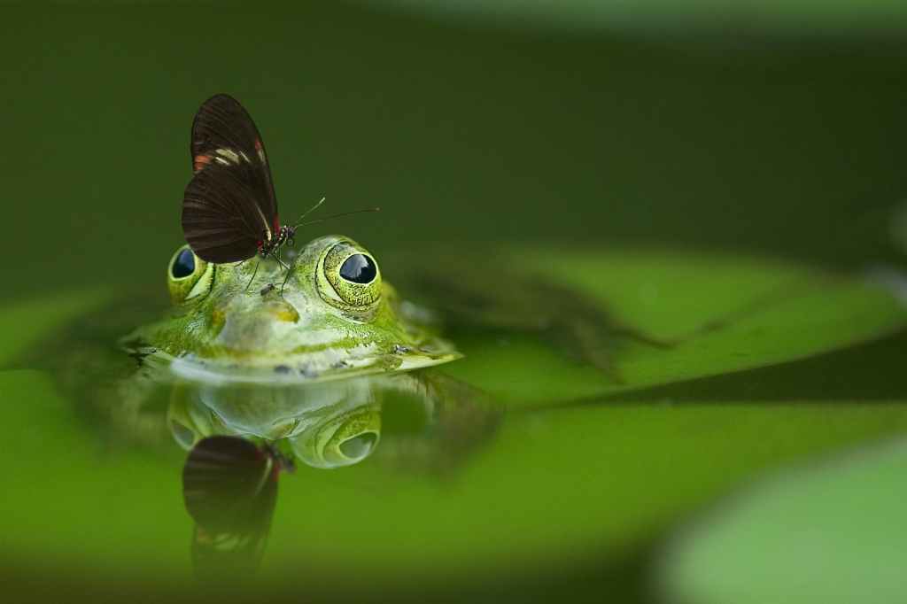 frog poking his head above water