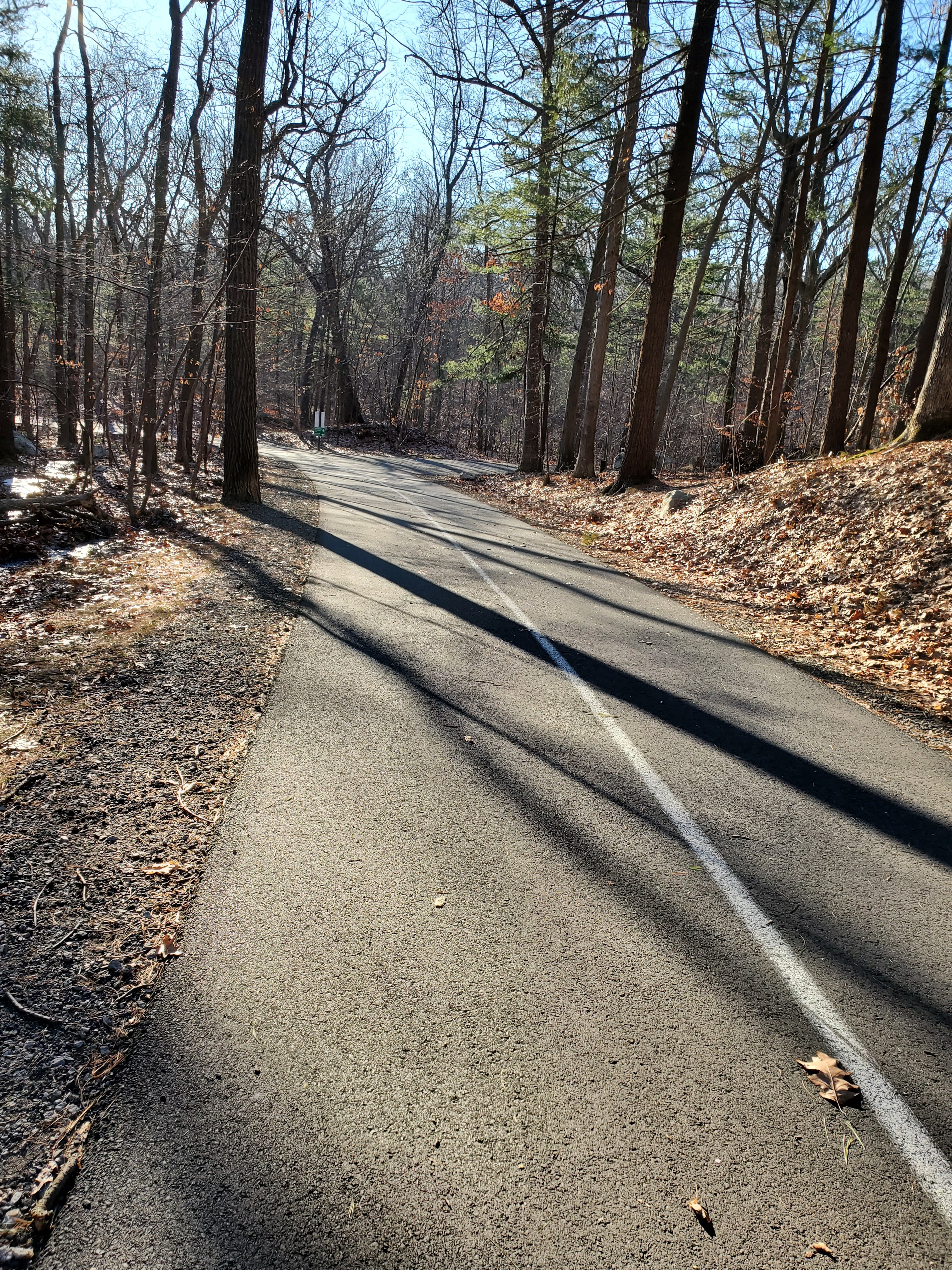 paved road through the park