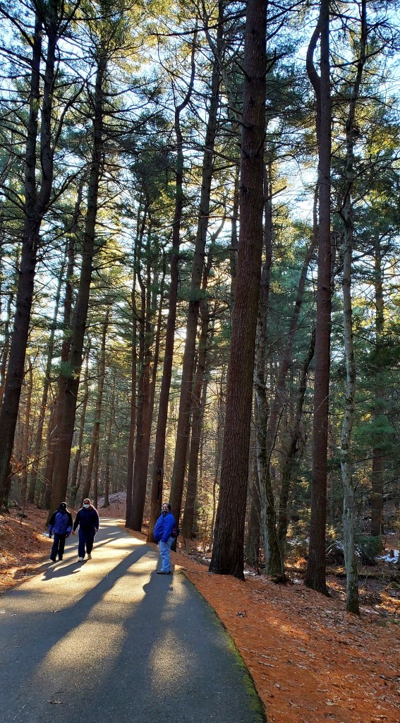 People walking on the path through very tall pine trees