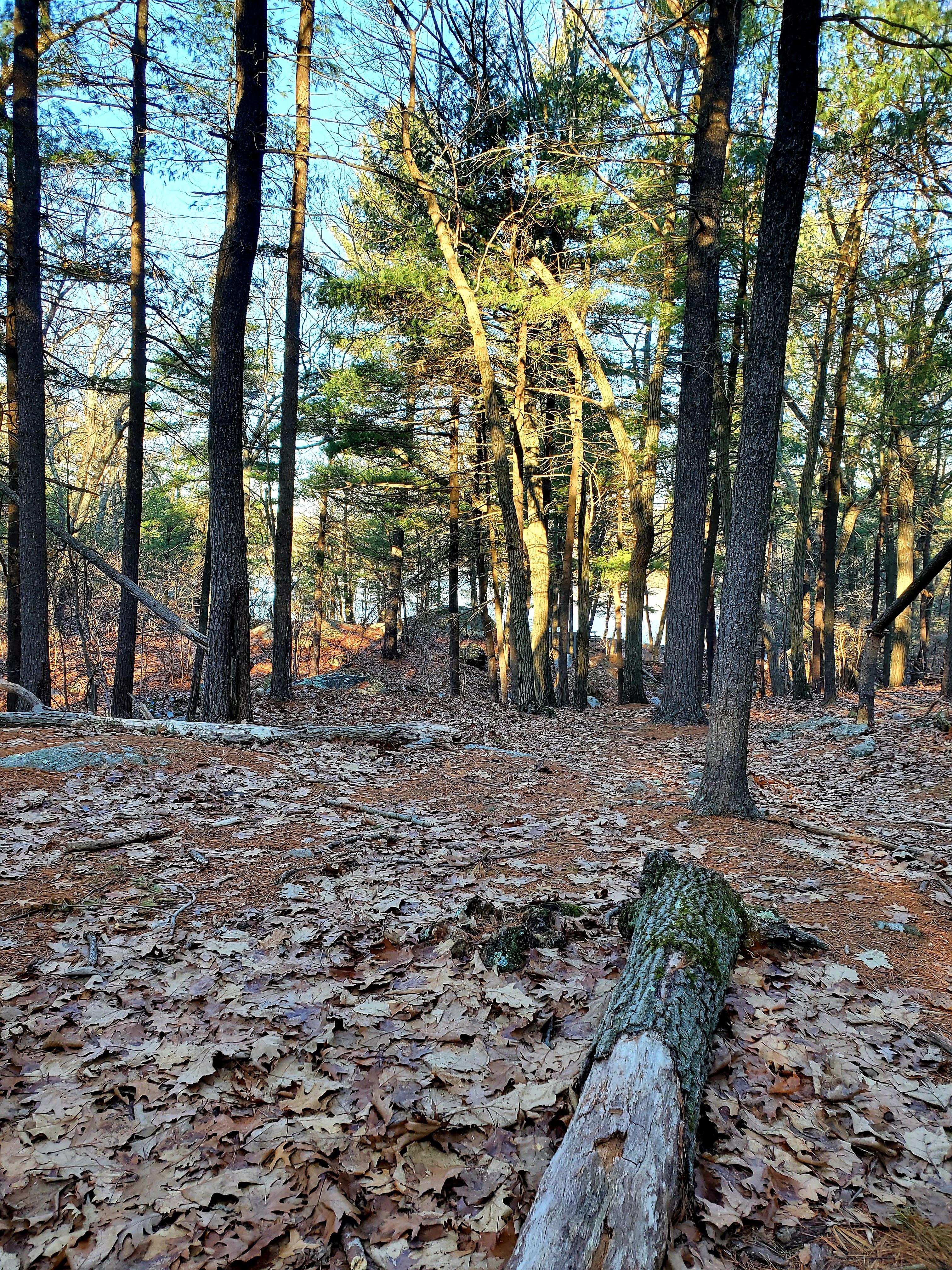 leaves frozen to the ground