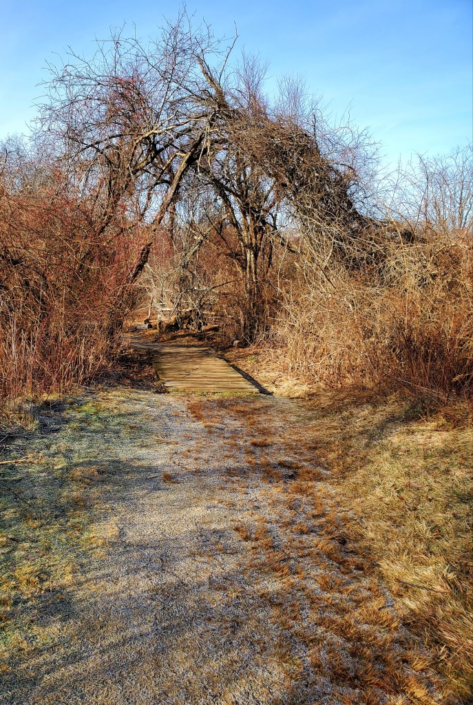 wooden walkway under an archway of vines