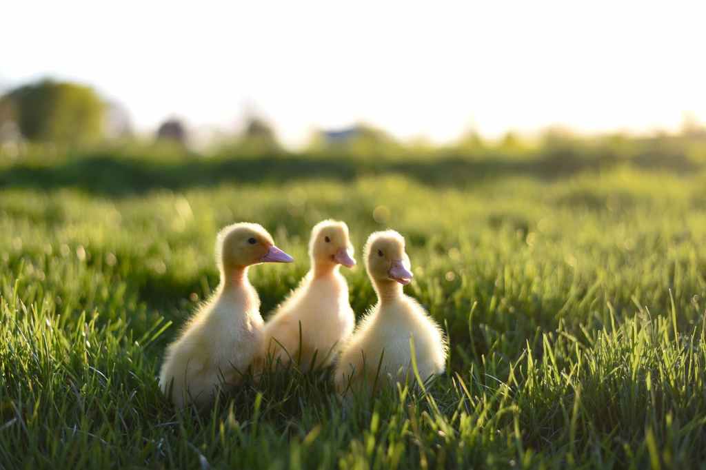 3 ducklings in the grass
