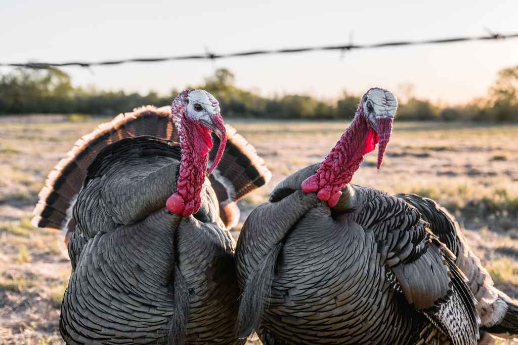 Two turkeys looking at the camera
