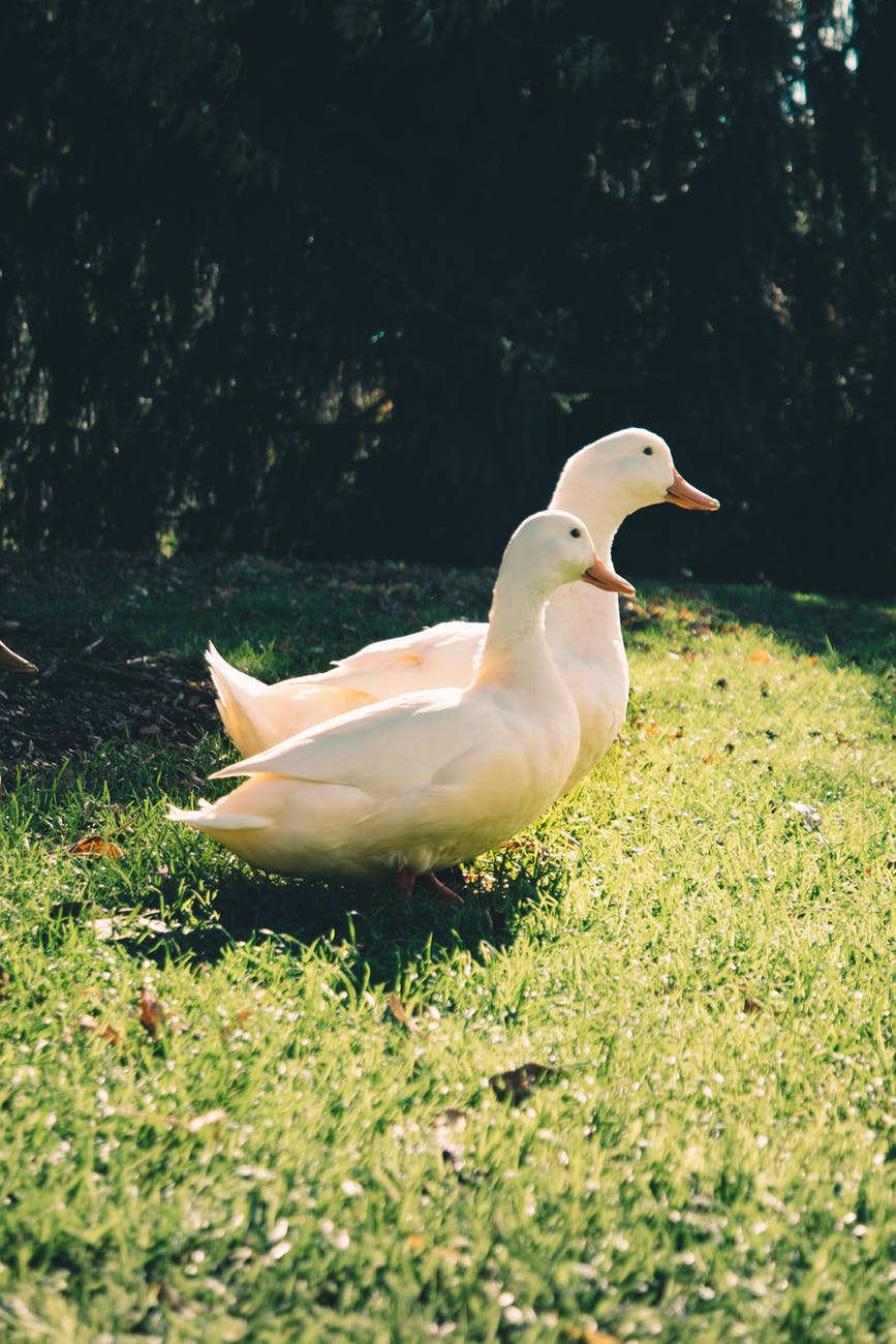 Two large white ducks