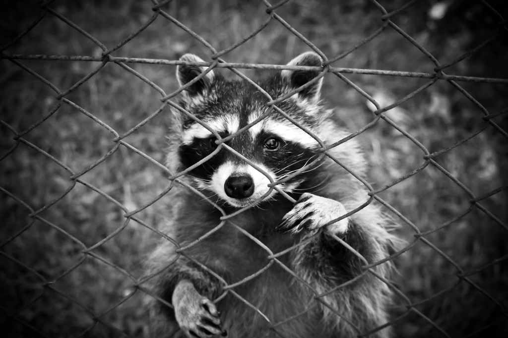 black and white photo of a raccoon looking through a fence.