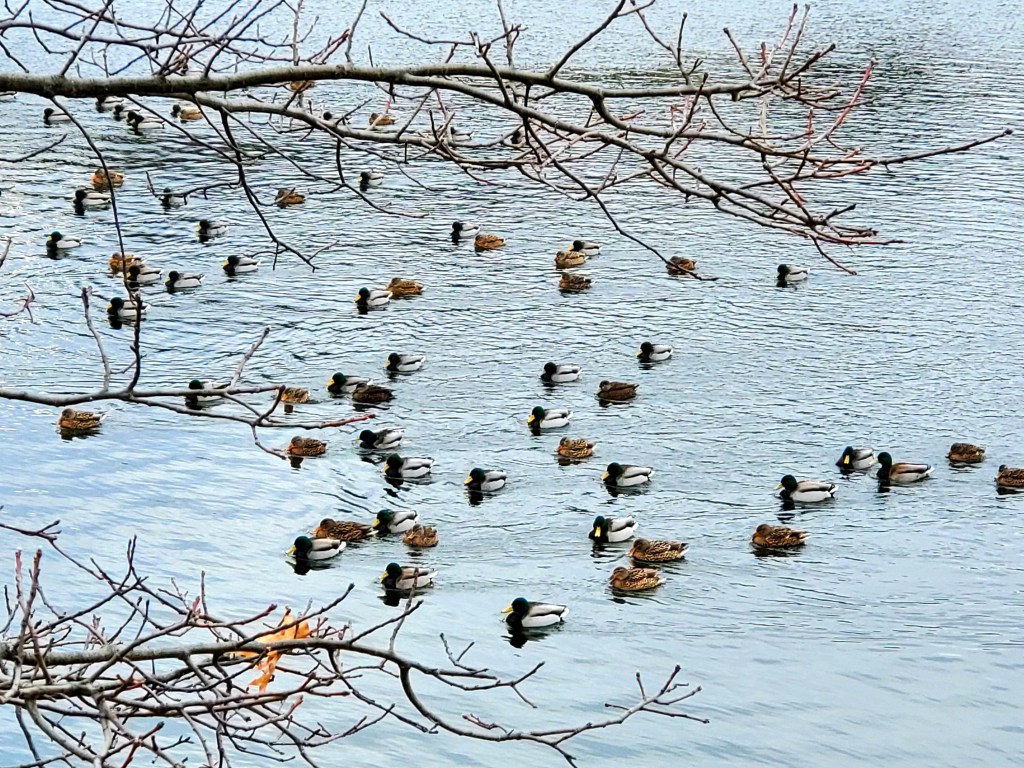 Wild drakes and mallards swimming together by the dozens