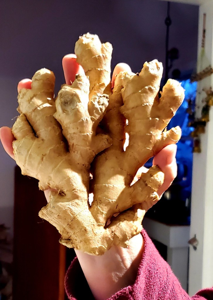 Fresh ginger root the size of Beth's hand